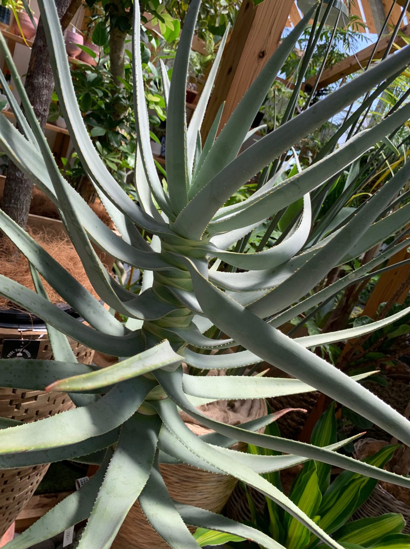 アロエ　ディコトマ/Aloe dichotoma　スライダー画像