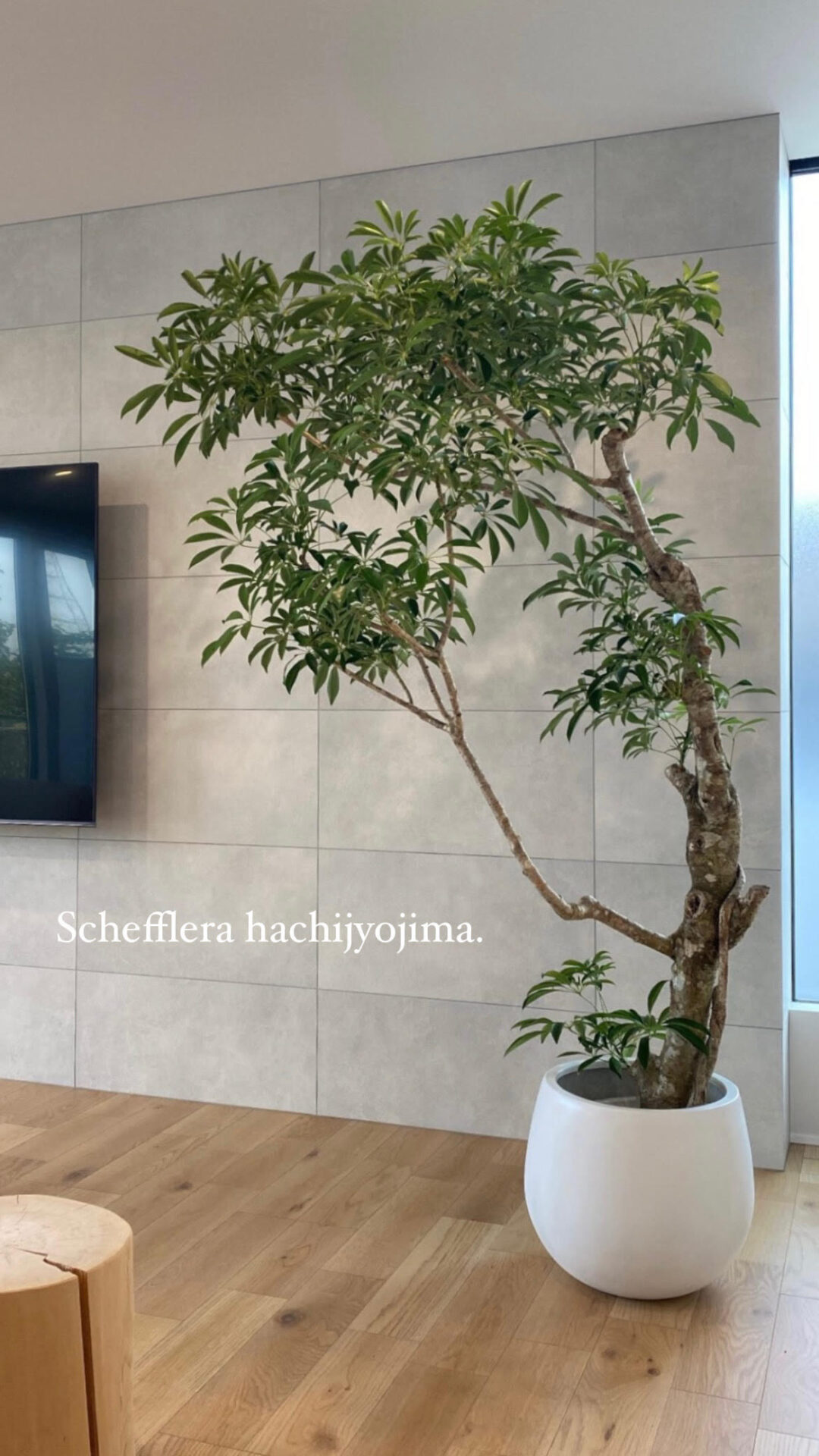 Schefflera hachijyojima.　スライダー画像