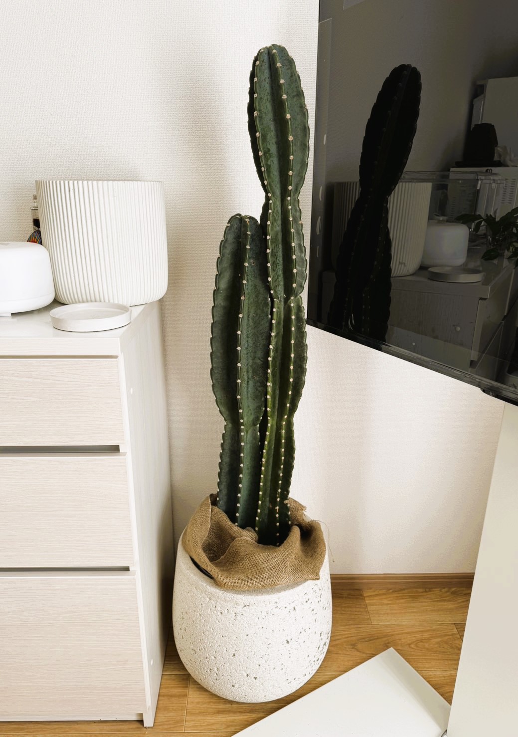 A Houseplant given for a celebration　スライダー画像
