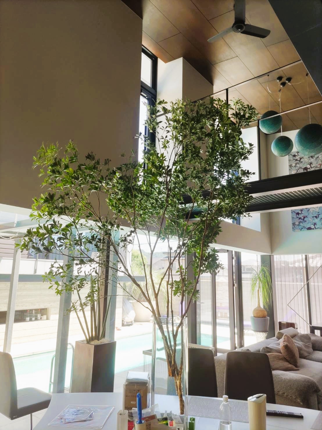 The plant in the room is an Andromeda　スライダー画像