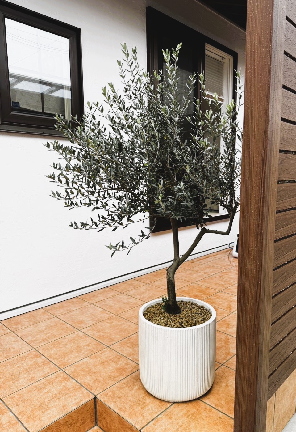 Honored to plant olive trees　スライダー画像
