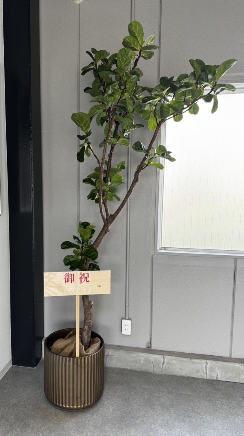 A plant as a gift for a celebration　スライダー画像